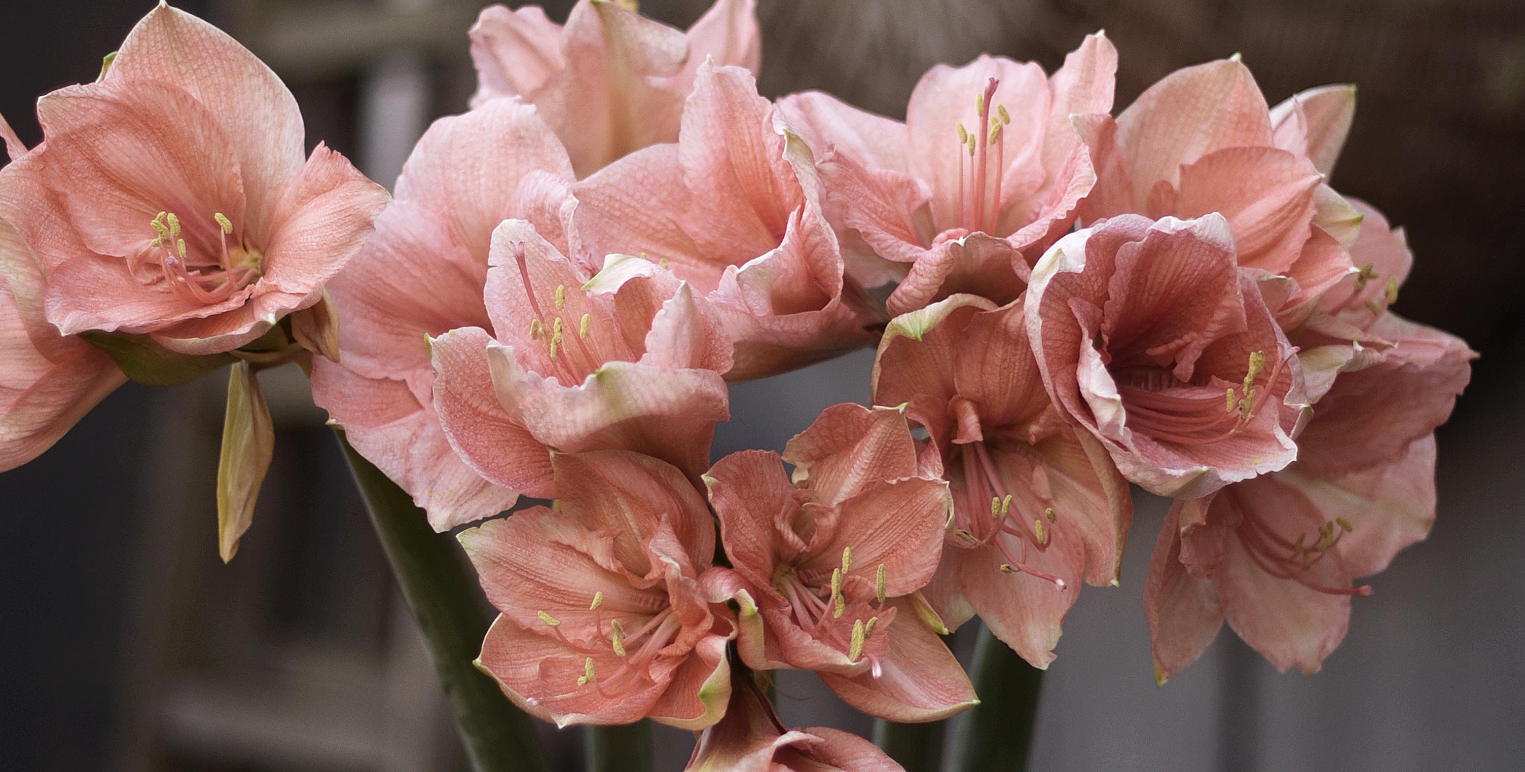 Amaryllis blommor