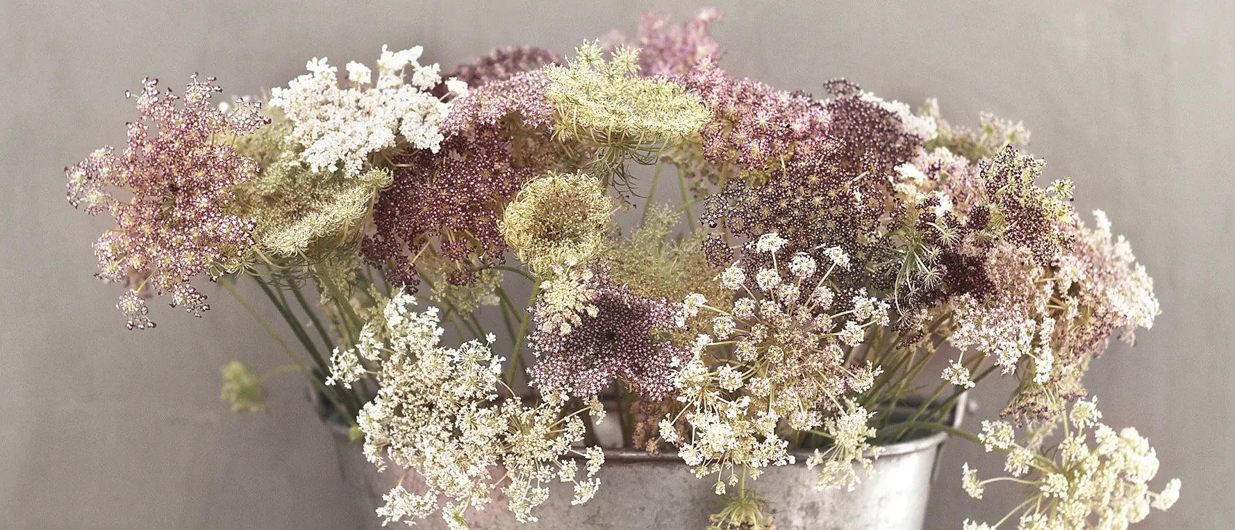 blomstermorot på snitt i en plåthink