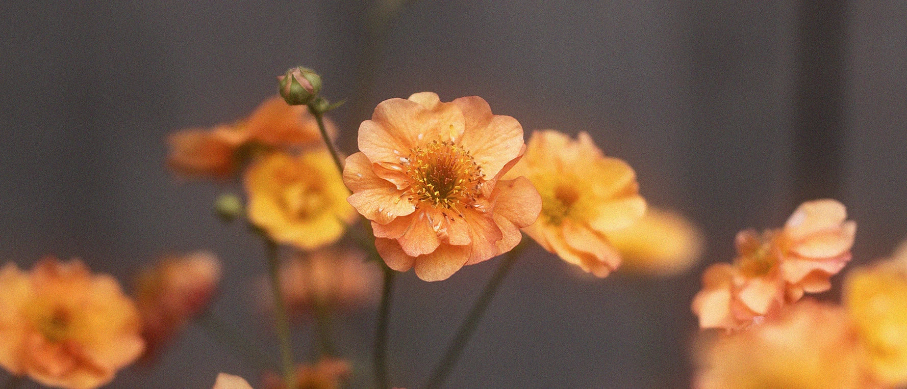 en orange blomma mot grå bakgrund som kallas nejlikrot