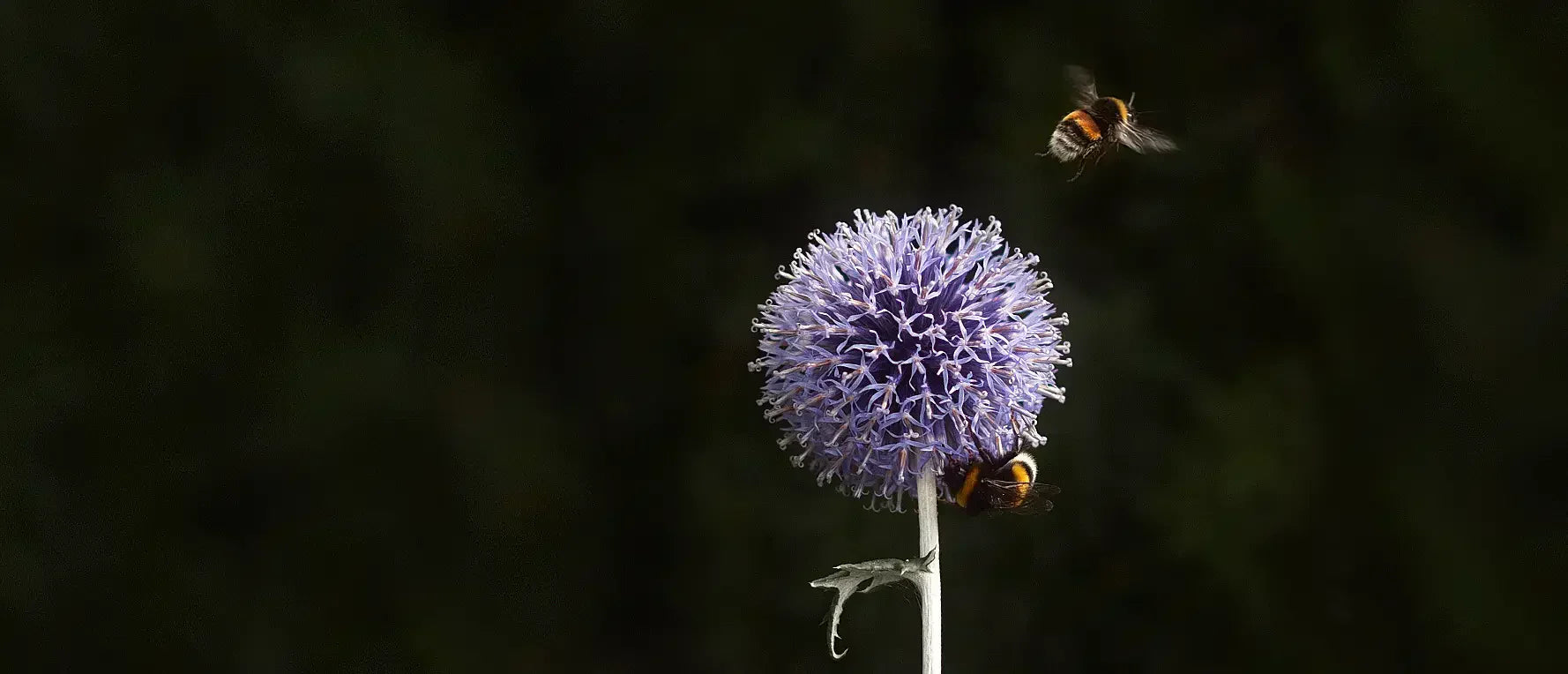 Blå blomma med humlor flygandes runt om