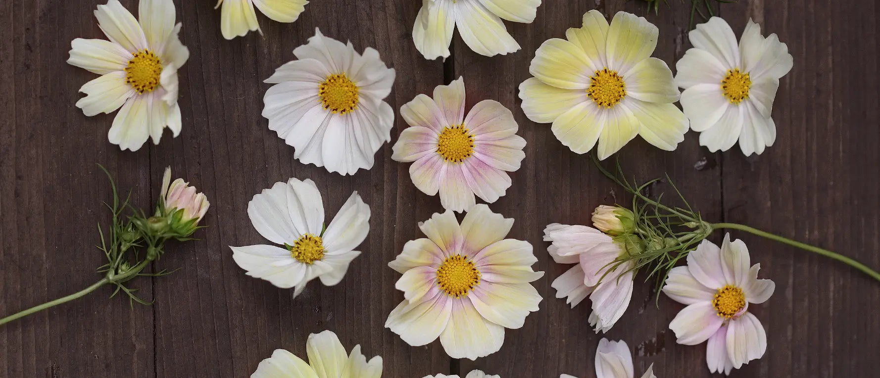 Rosenskära i en vacker snittblomsbukett 