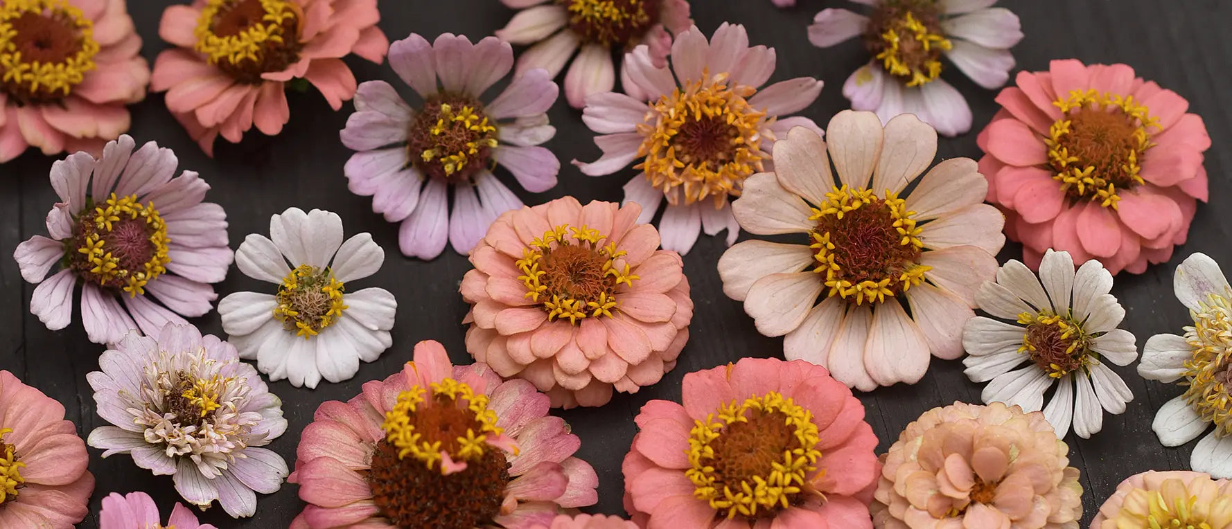 Odla zinnia - lång blomning och starka stjälkar