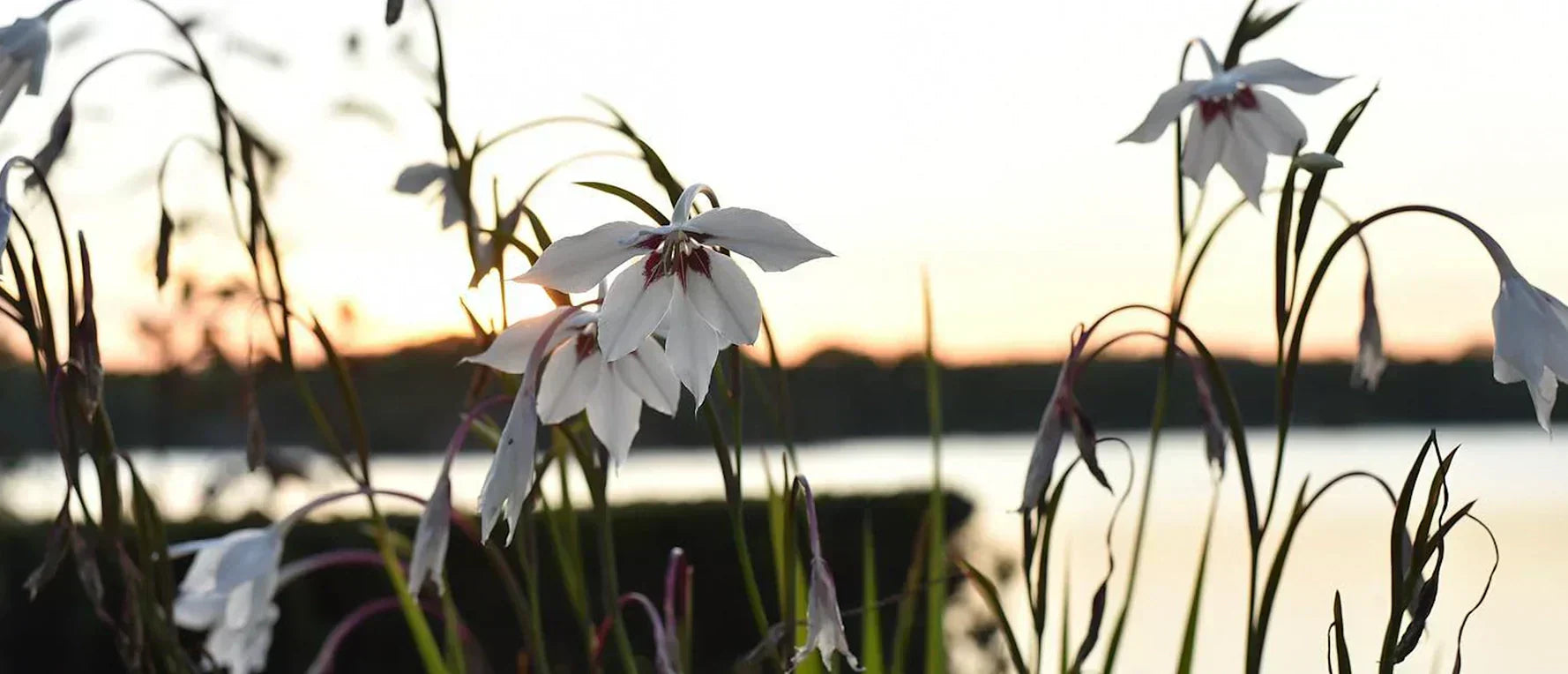 Odlingsråd för Doftlilja - Så gör du för att lyckas