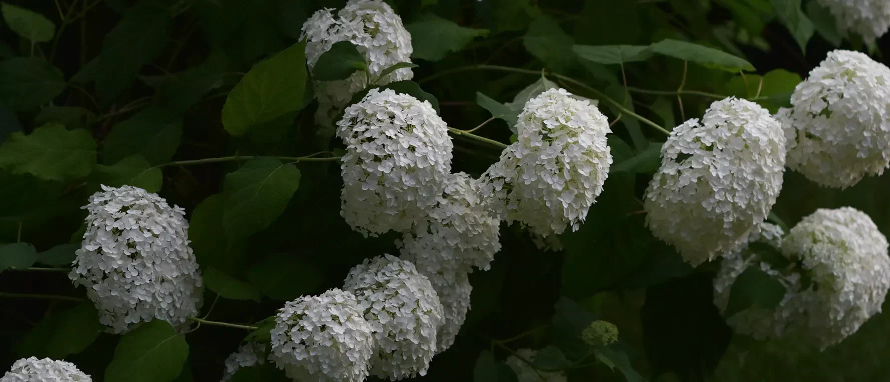 Hortensia - Odlingsråd