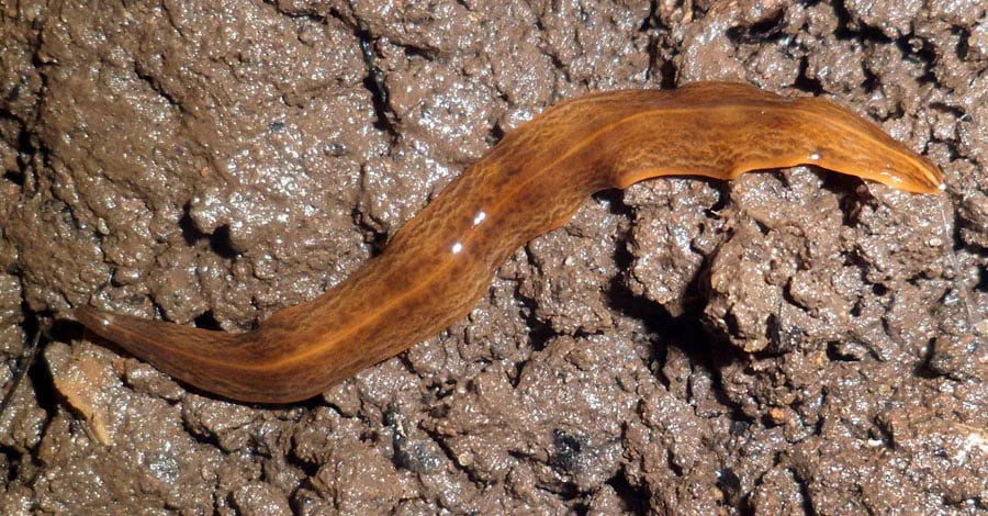 Lövplattmasken Obama nungara