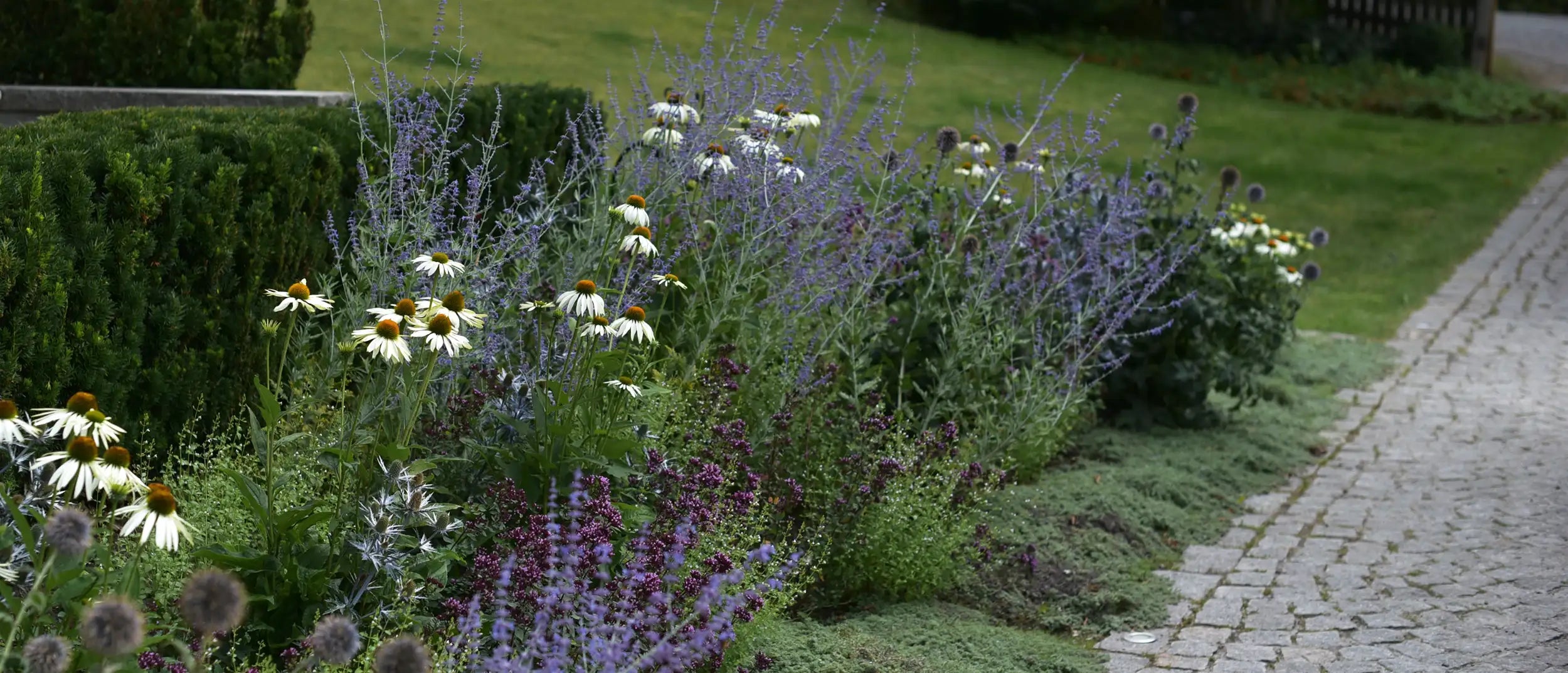 Victorias pollinatörrabatt – en lyxrestaurang för fjärilar och bin
