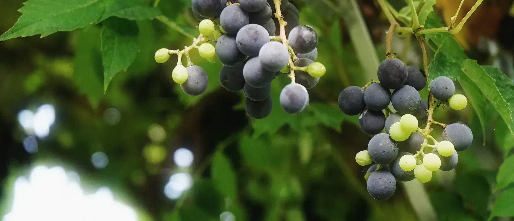 Vinrankan - Odlingsråd av Zetas Garden