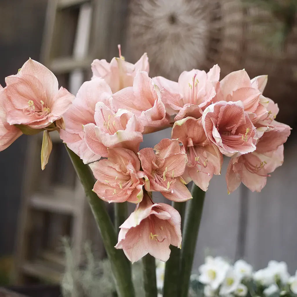 Amaryllis i rosa