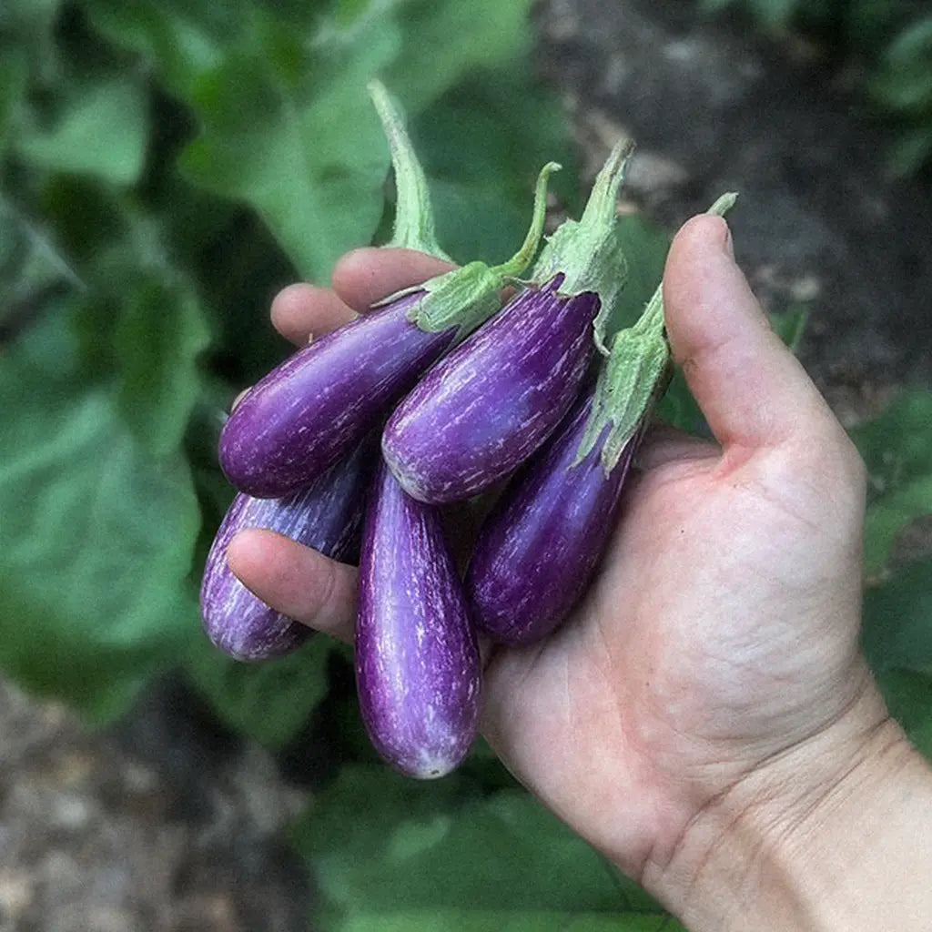 Aubergine