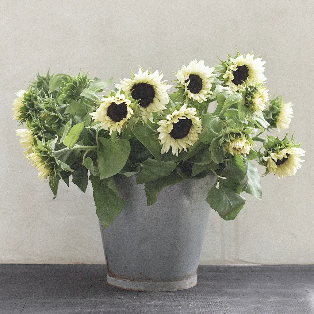 Blomfröer för sådd och odling till din trädgård