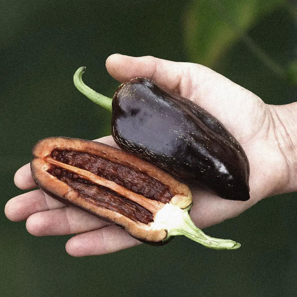 Orangebrun chili delad på två, utforska vårt sortiment och odla din egen chili