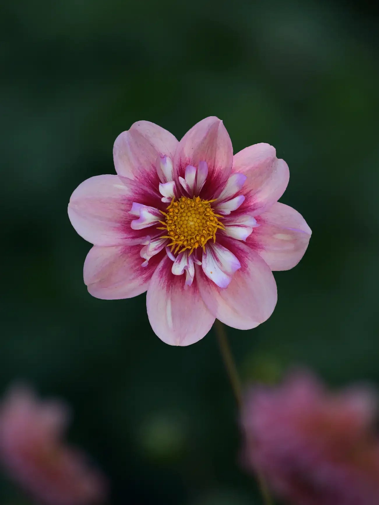 Dahliasticklingar