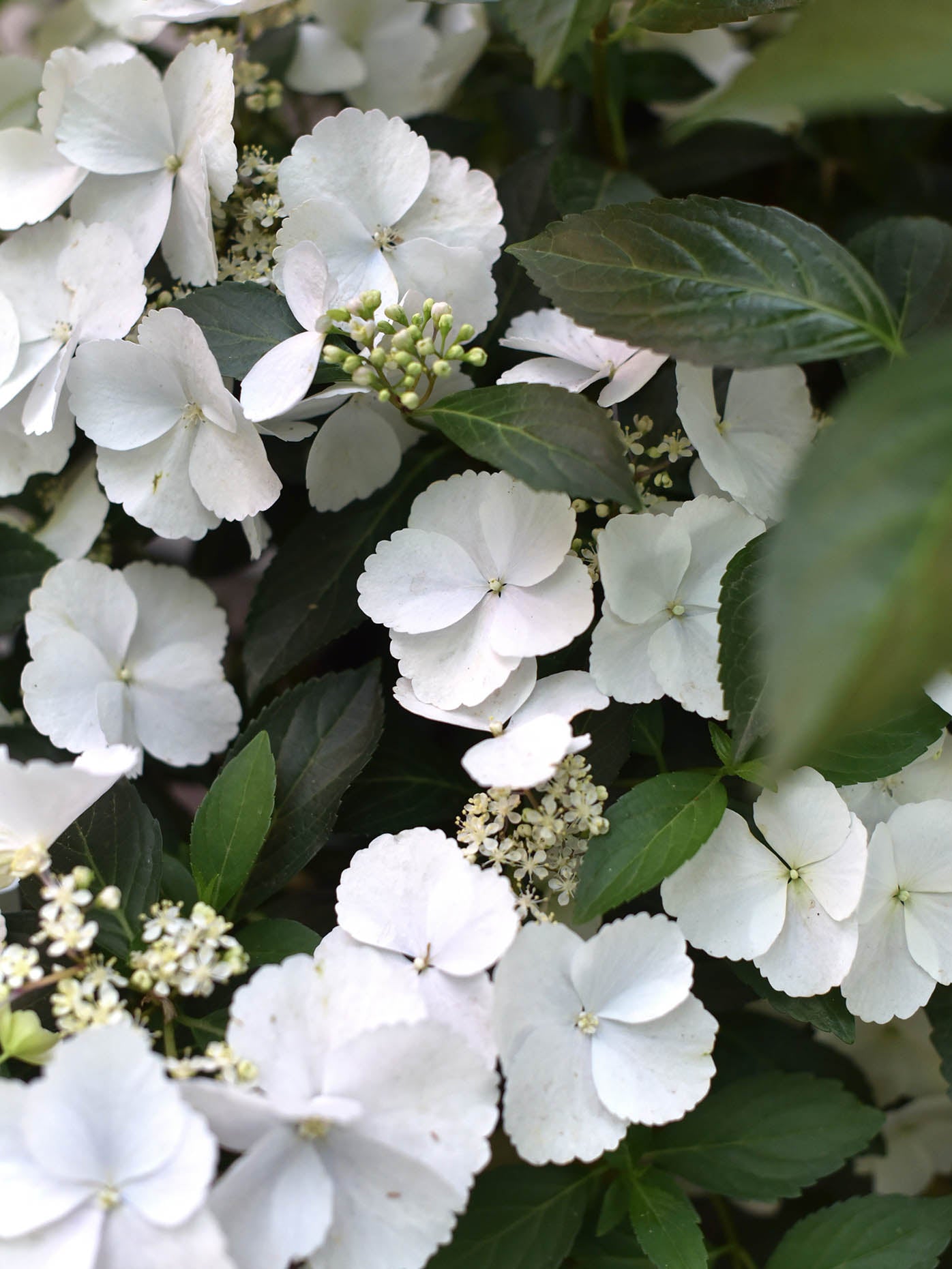 Hortensia (Hydrangea)