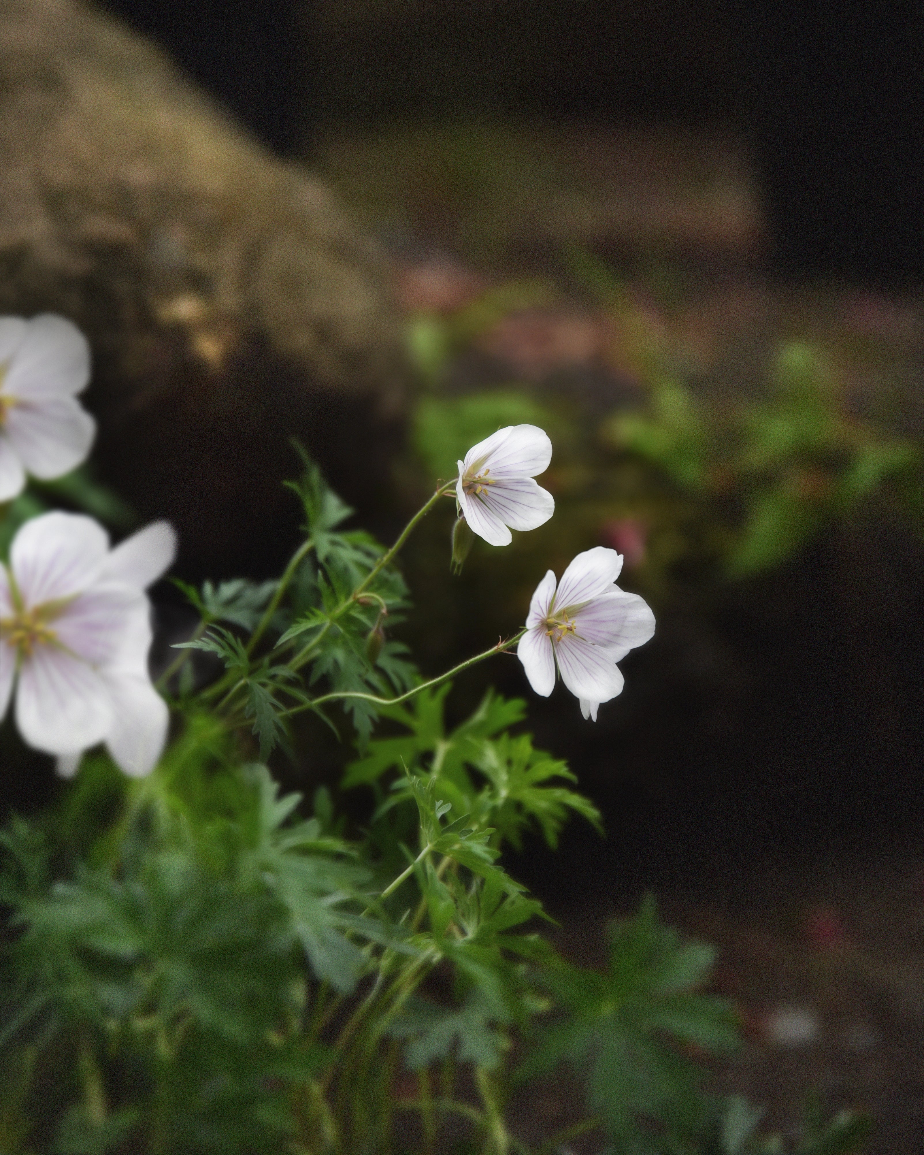 Flocknäva (Geranium macrorrhizum)