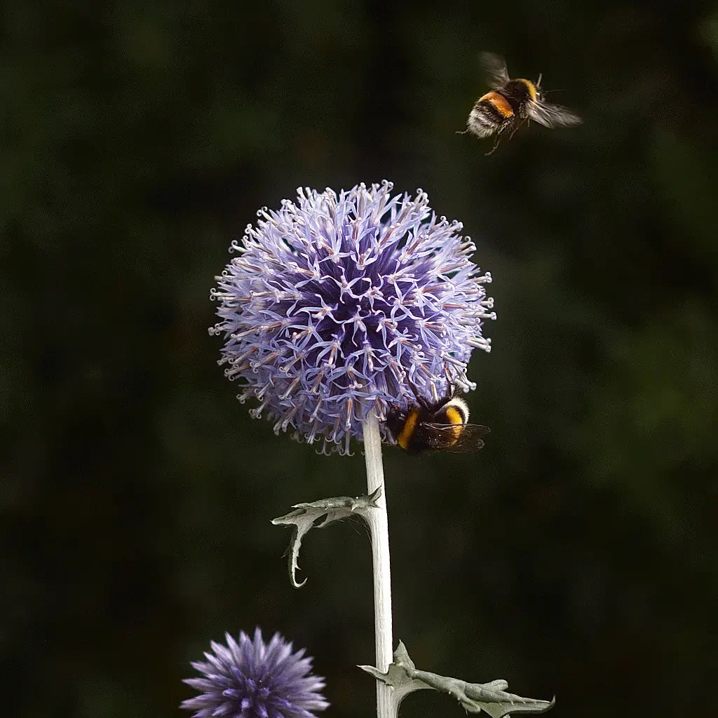 Övriga blomfröer