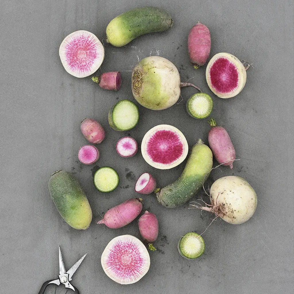 Rädisa