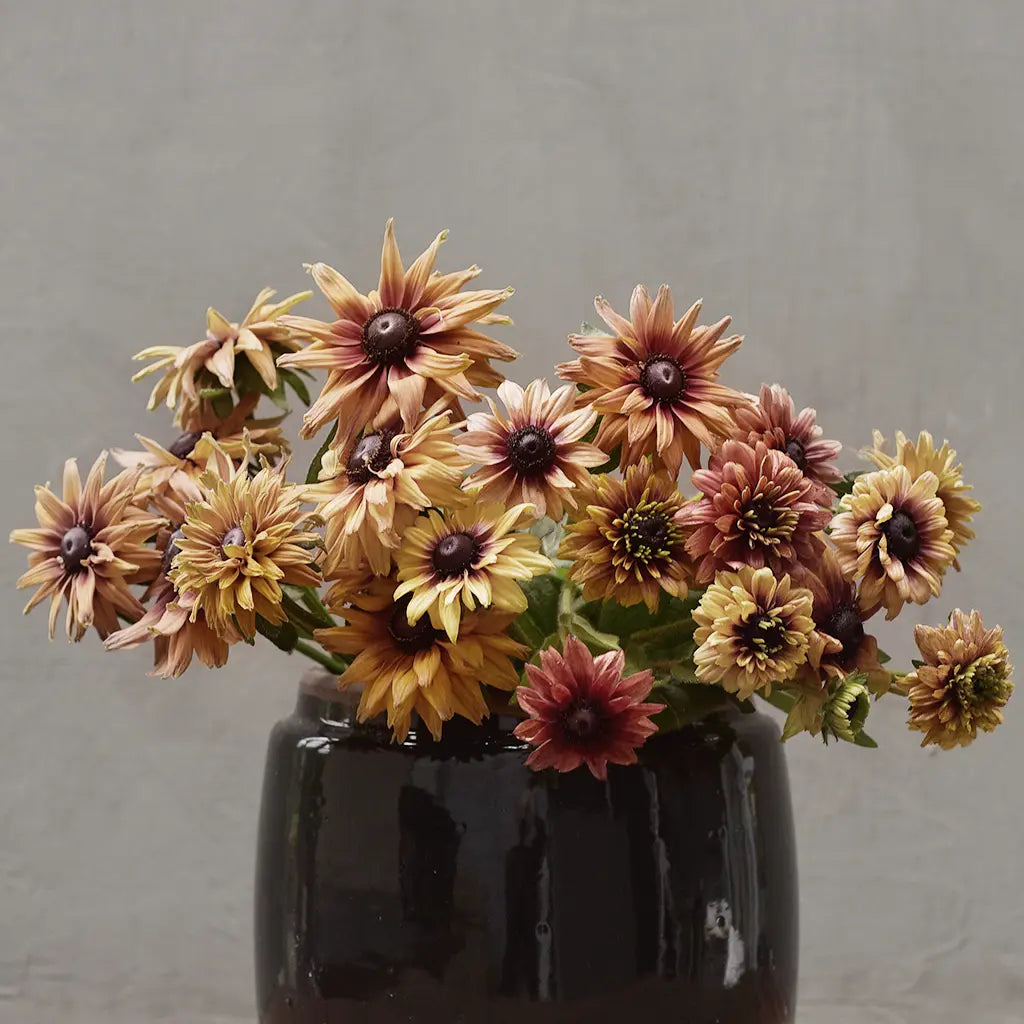 Rudbeckia