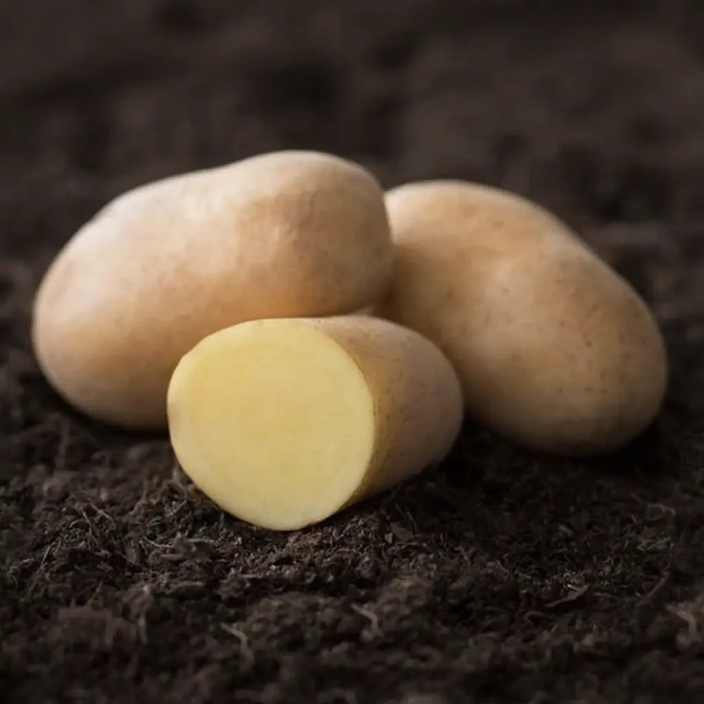 Sättpotatis
