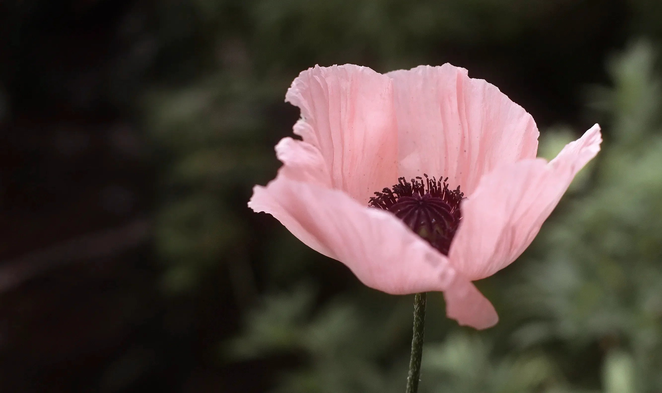 Växter för plantering och odling i din trädgård