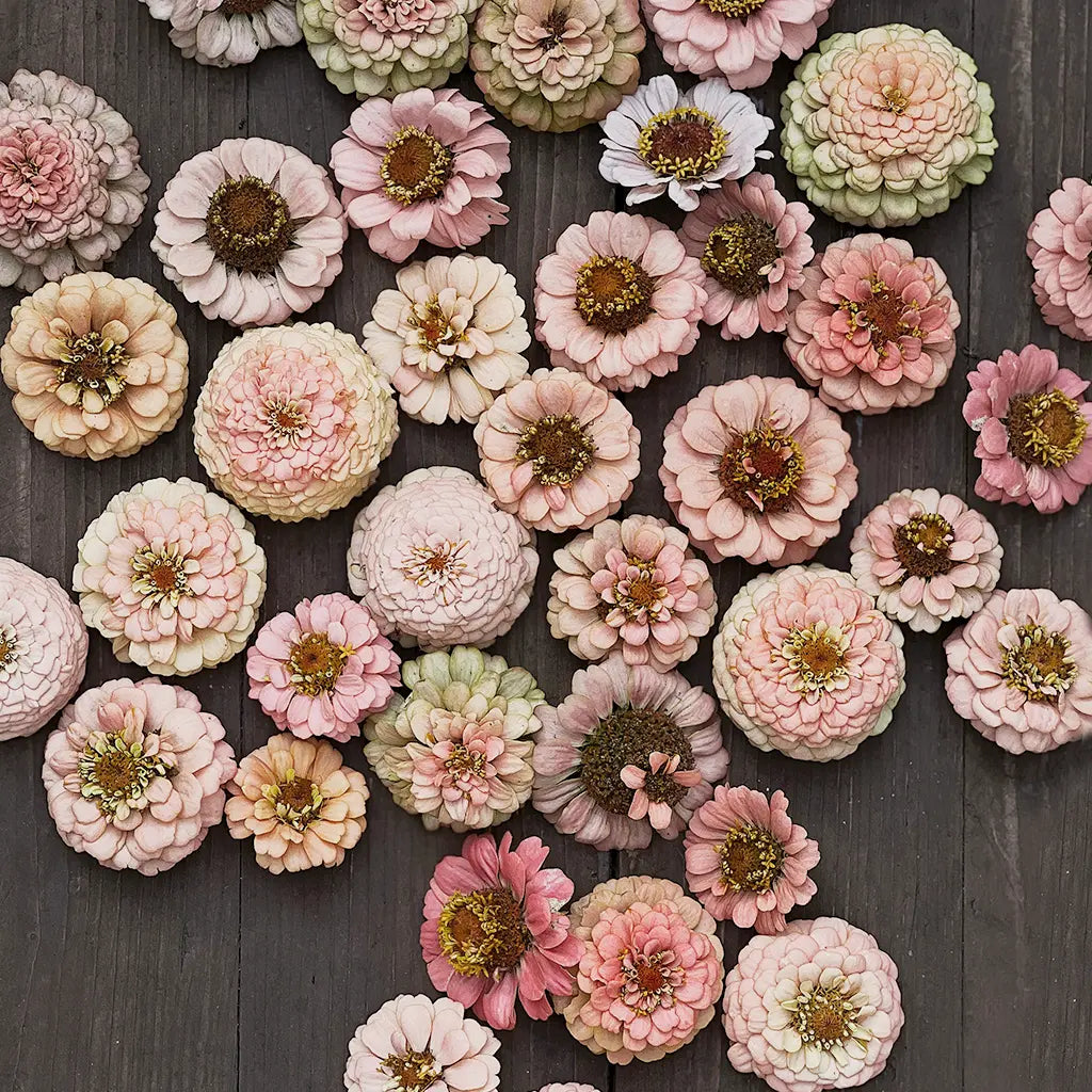 Zinnia blomfröer för odling och trädgård