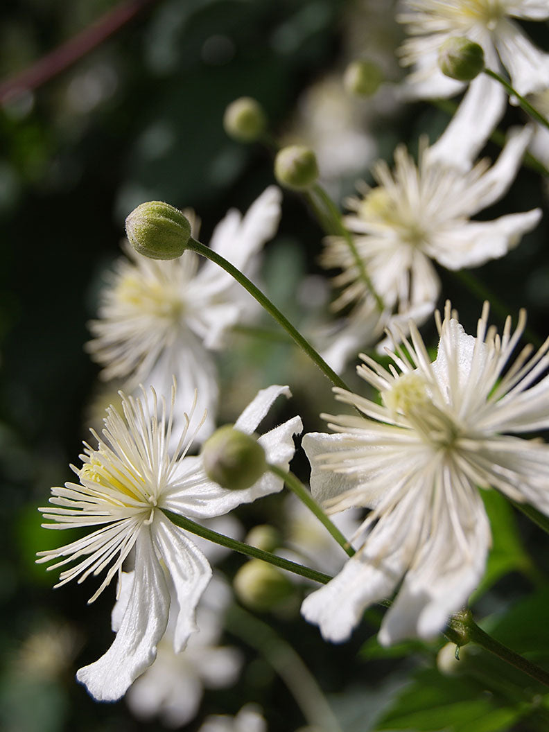 Klematis (Clematis)
