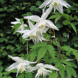 Atragene-klematis 'White Swan'