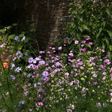Blomstermix 'Bee Feed'
