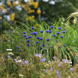 Blomstermix 'Northern Lights'