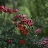 Blomstermix 'Northern Lights'