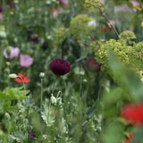 Blomstermix 'Pollinator & Insect Attractant'