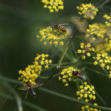 Blomstermix 'Pollinator & Insect Attractant'