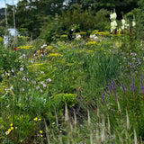 Blomstermix 'Pollinator & Insect Attractant'
