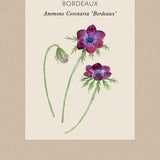 Bukettanemon 'Bordeaux'