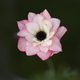 Bukettanemon 'Edge Rosa'