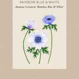 Bukettanemon 'Rainbow Blue & White'