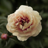 Pion (Itoh) 'Canary Brilliants'