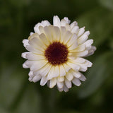 Ringblomma 'Ivory Princess'