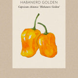 Chilipeppar 'Habanero Golden'