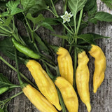 Chilipeppar 'Hot Lemon'