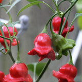 Chilipeppar 'Jamaican Bell'