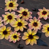 Dahlia 'Bishop's Children'