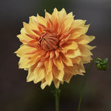 Dahlia 'Hamari Gold'