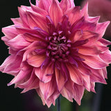 Dahlia 'Penhill Dark Monarch'