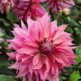 Dahlia 'Penhill Dark Monarch'