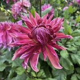 Dahlia 'Penhill Dark Monarch'