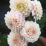 Dahlia "Sweet Nathalie"