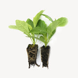 Dahliastickling 'Rhubarb & Custard' 2-pack
