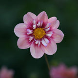 Dahliastickling 'Rhubarb & Custard' 2-pack