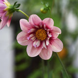 Dahliastickling 'Rhubarb & Custard' 2-pack