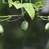 Djungelgurka 'Mouse Melon'